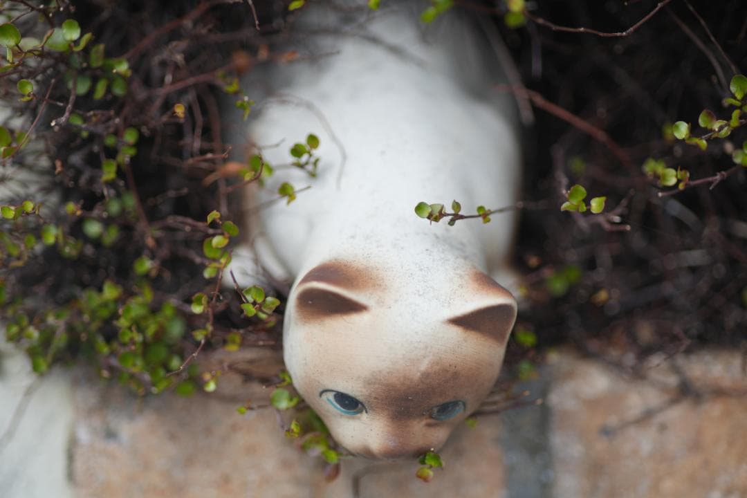 綺麗 Nikon Ai-S Micro-NIKKOR 105mm F2.8