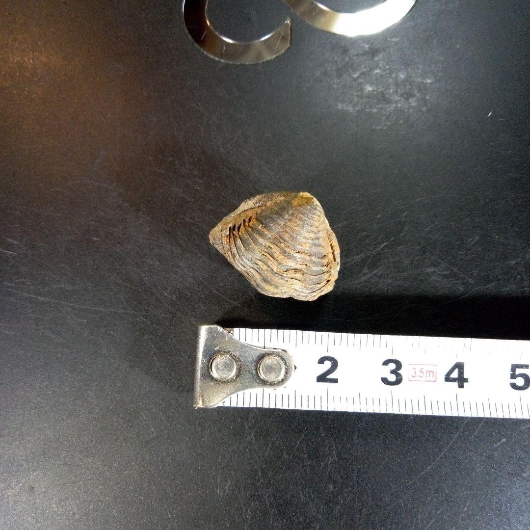 三葉虫　化石　fossil　ボリビア産　trilobite　ノジュール識別⑩