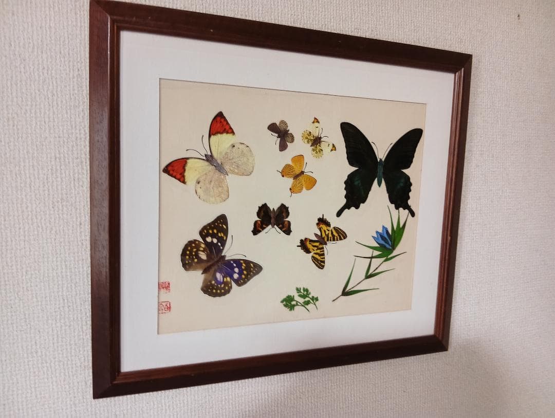 蝶の標本 フレーム付き 約30cm x 25cm