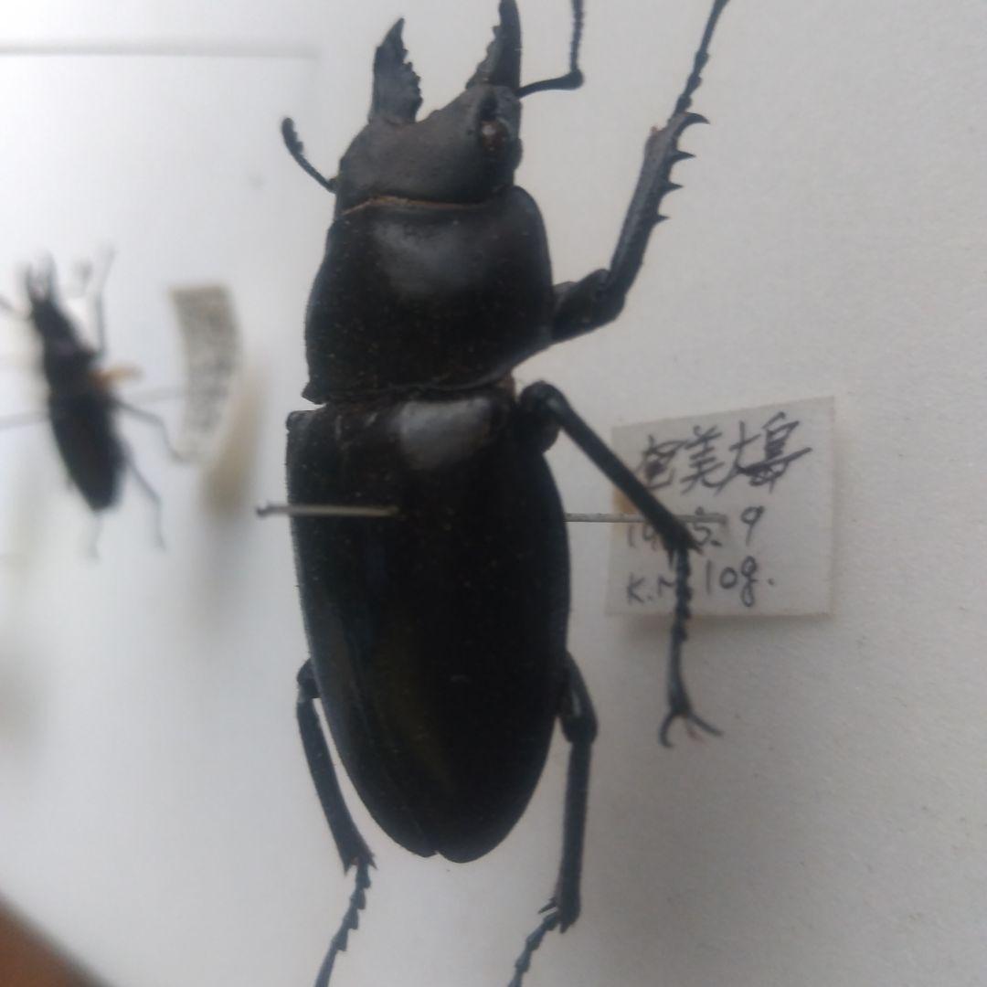 アマミマルバネクワガタ ♂ ４７ミリ
