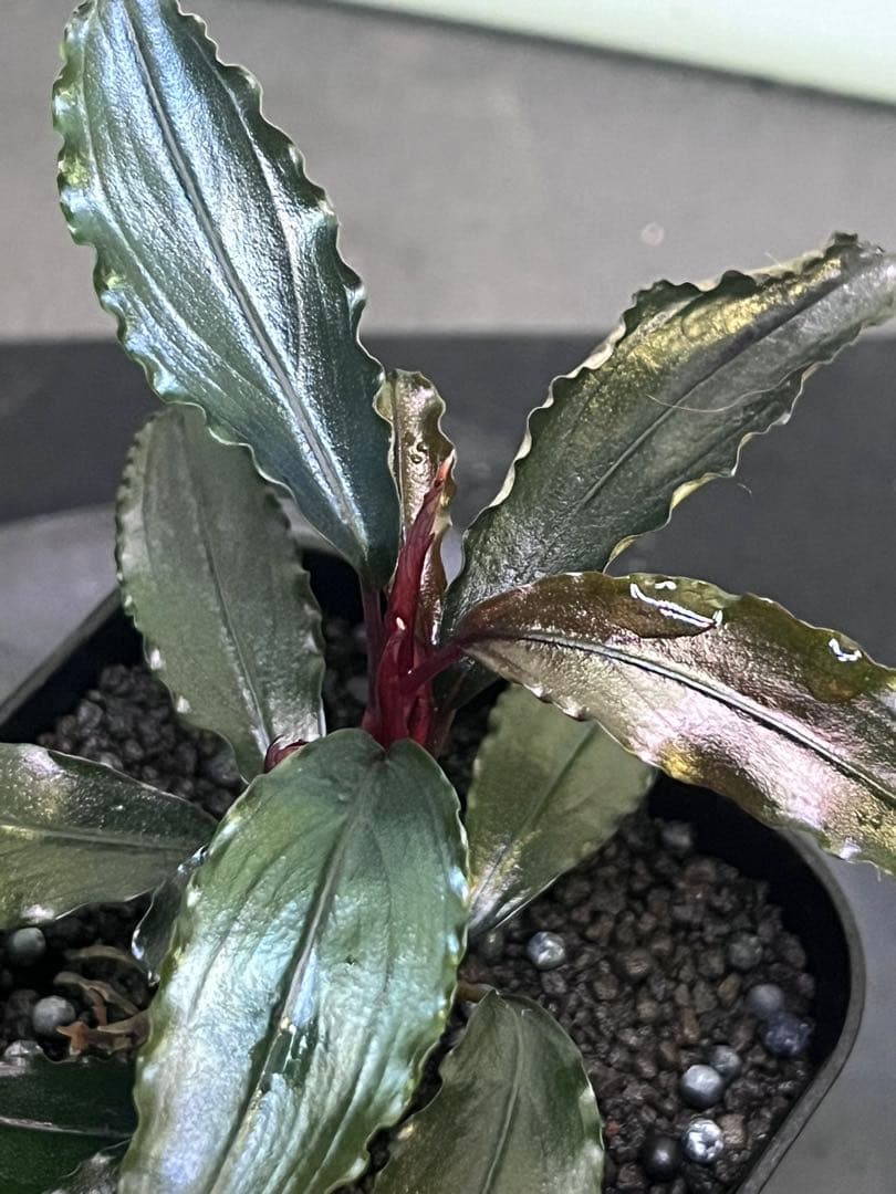 水草 Bucephalandra sp. \"Tricolor Red\"
