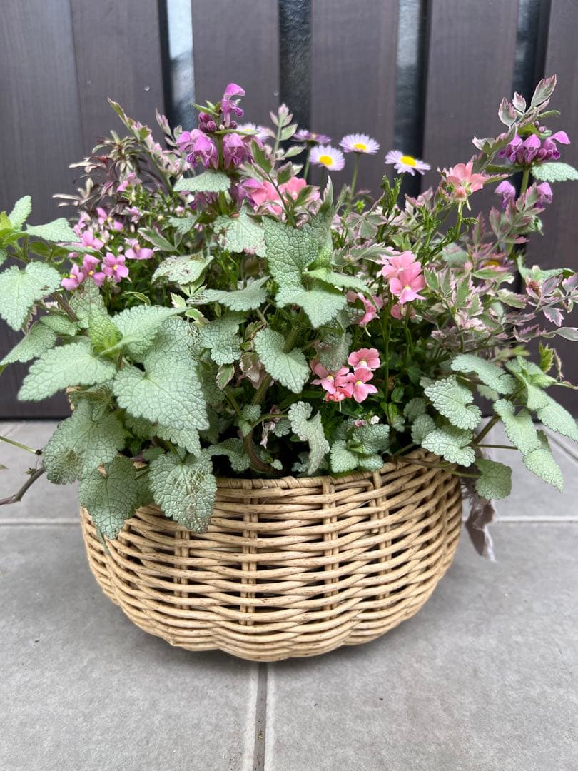 寄せ植え　花■大人可愛いバスケット