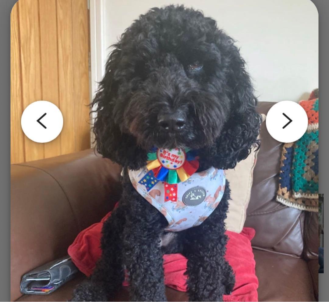 【イギリス製】　リーフ柄　中型大型犬　ハーネス➕リード　2点セット
