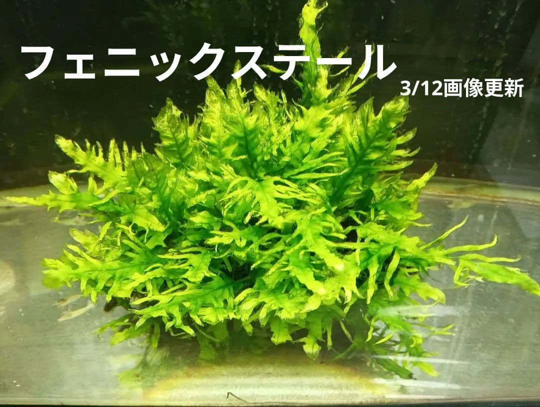 ミクロソリウムsp.フェニックステール流木活着