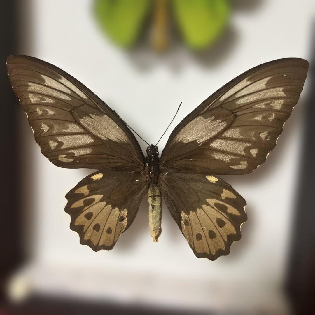 ⑧ミドリトリバネアゲハ♂♀