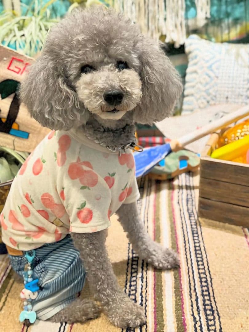 ピーチＴasknowasdewanアズノゥアズデワン As Know