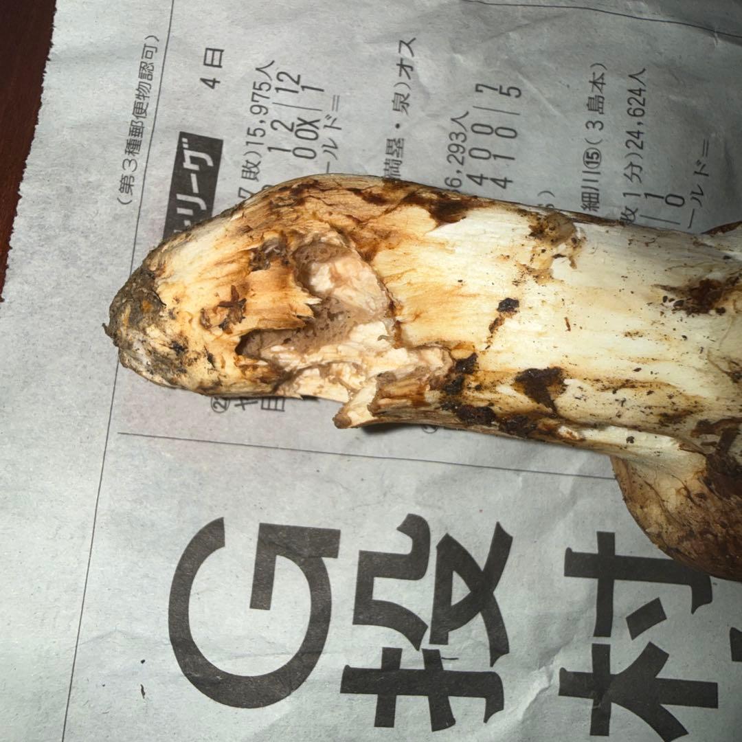 新鮮 椎茸 248g 大きめ