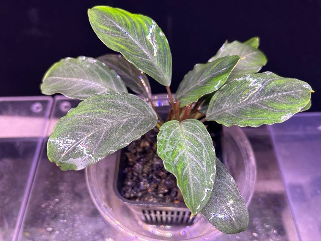 Bucephalandra sp.Pearl gray 2本立ち 水上育成株