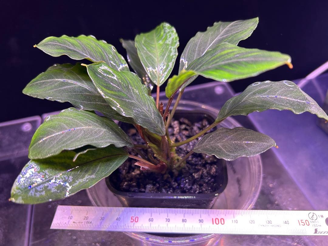 Bucephalandra sp.Pearl gray 2本立ち 水上育成株