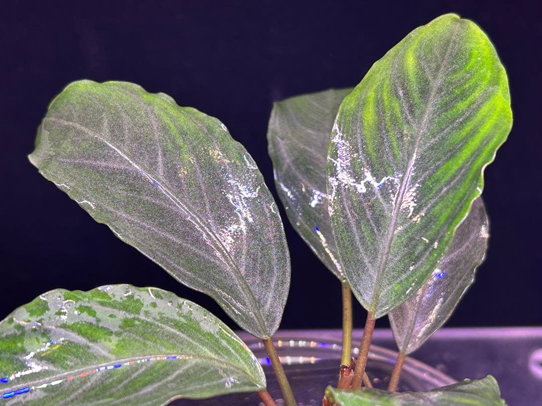 Bucephalandra sp.Pearl gray 2本立ち 水上育成株