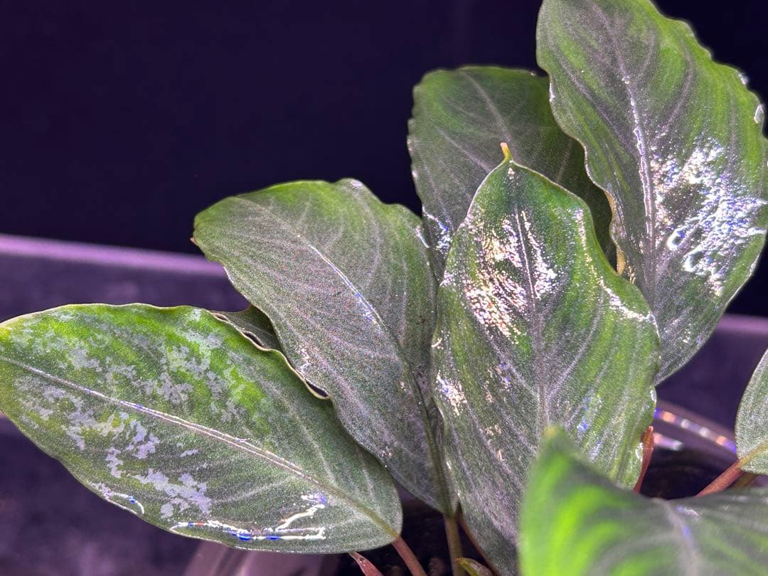 Bucephalandra sp.Pearl gray 2本立ち 水上育成株
