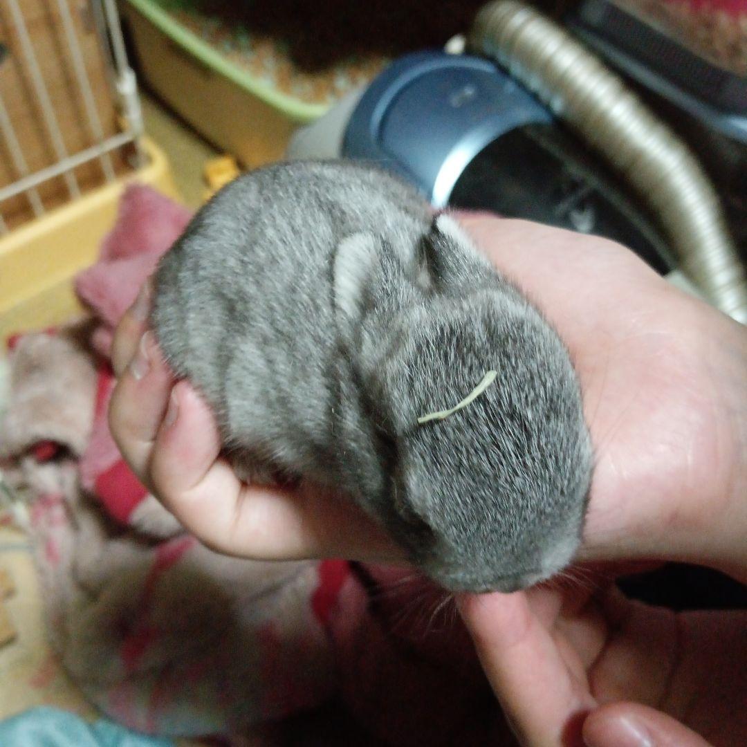 コラーゲンクリーム