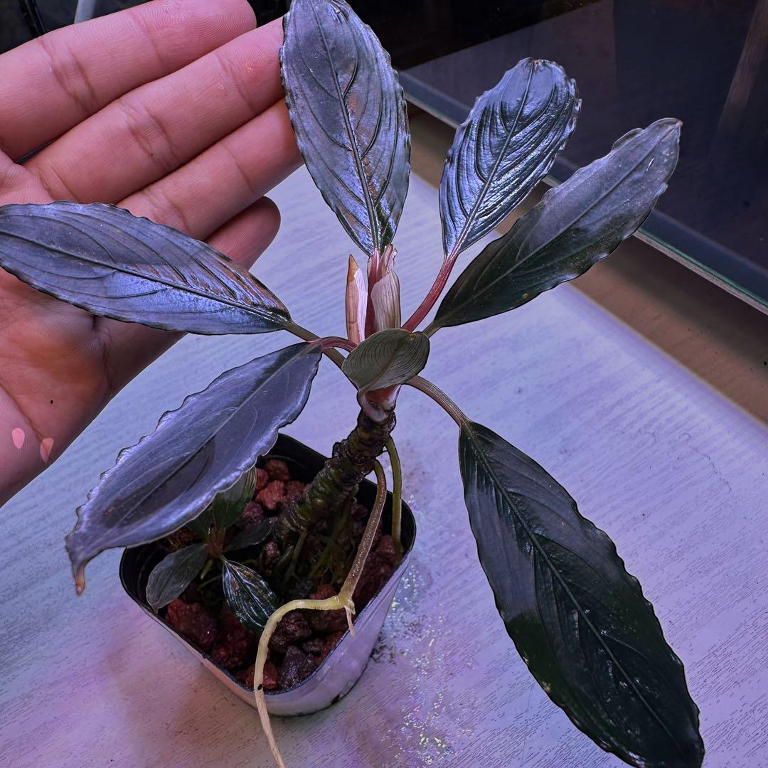 ブセファランドラでBucephalandra Kishii 細葉　二連結株