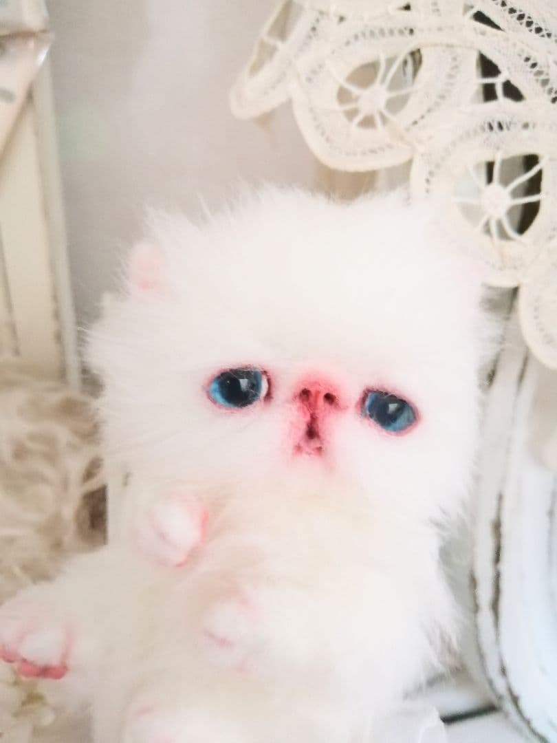 ミニミニ子猫ちゃん♡エキゾチック♡アートドール♡ぬいぐるみ♡