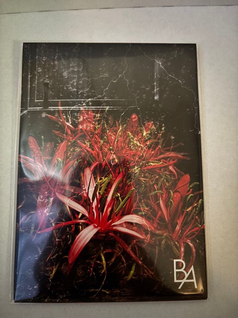 B.Aミルク フォーム シーズナル ボックス
