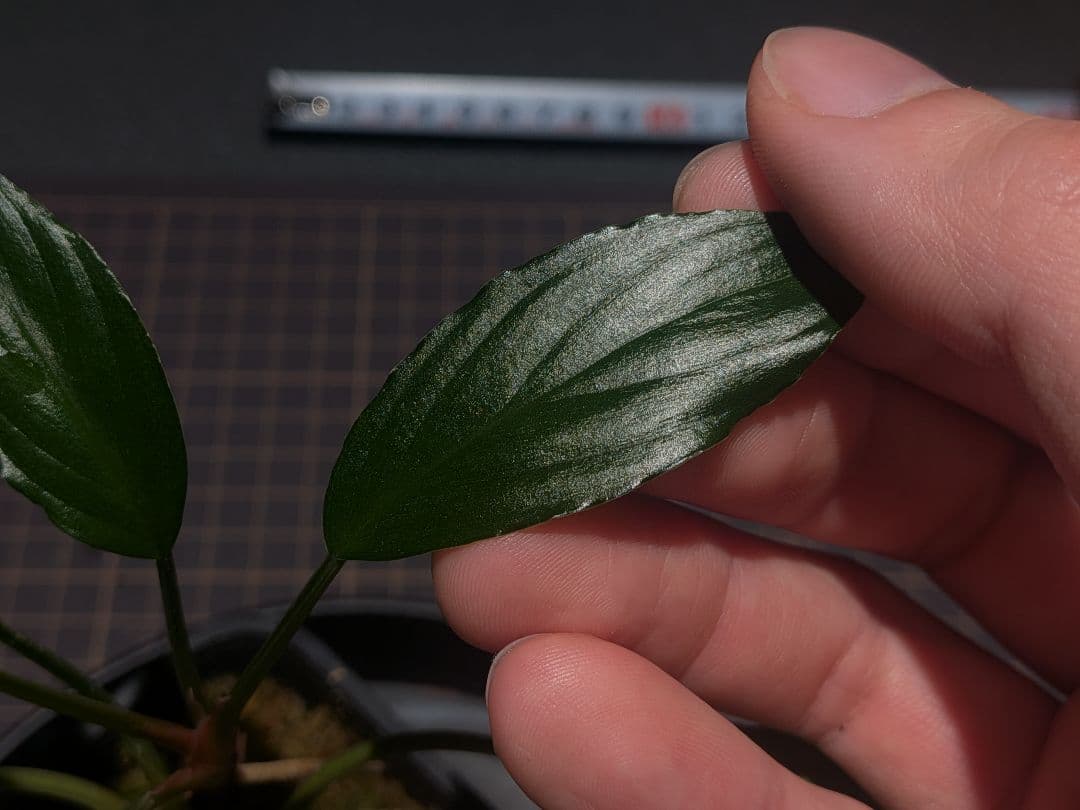 Homalomena sp.Sungai.PP-230928-13 正規タグ付き