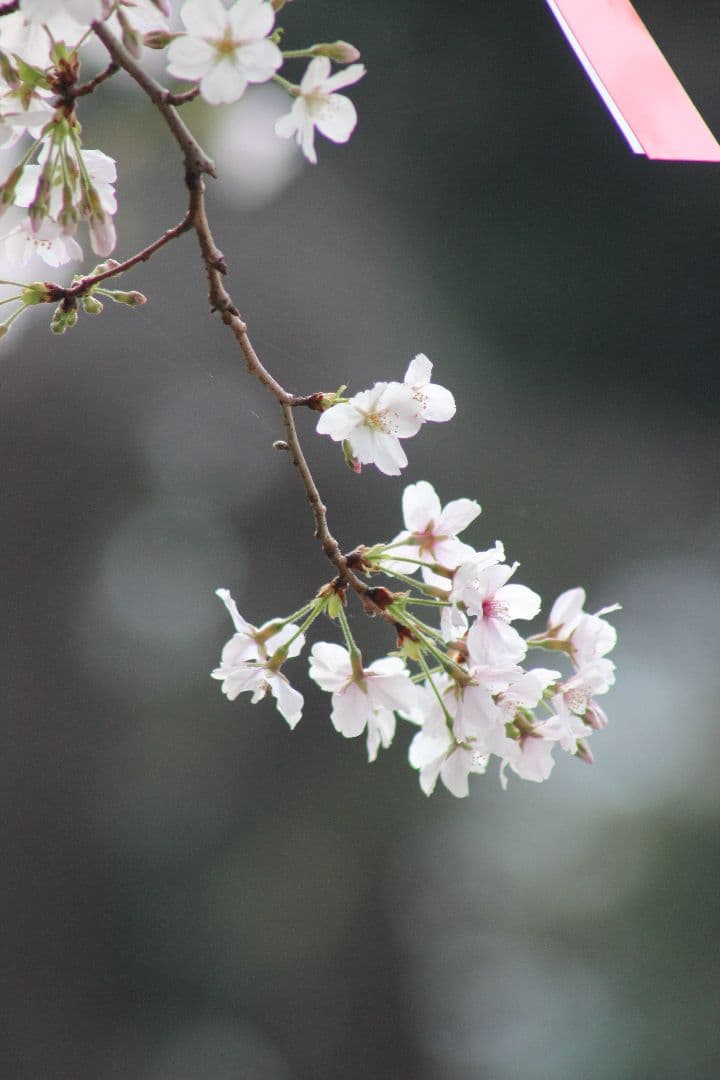 デジタルカメラ Canon EOS kiss x5 with (3lens )