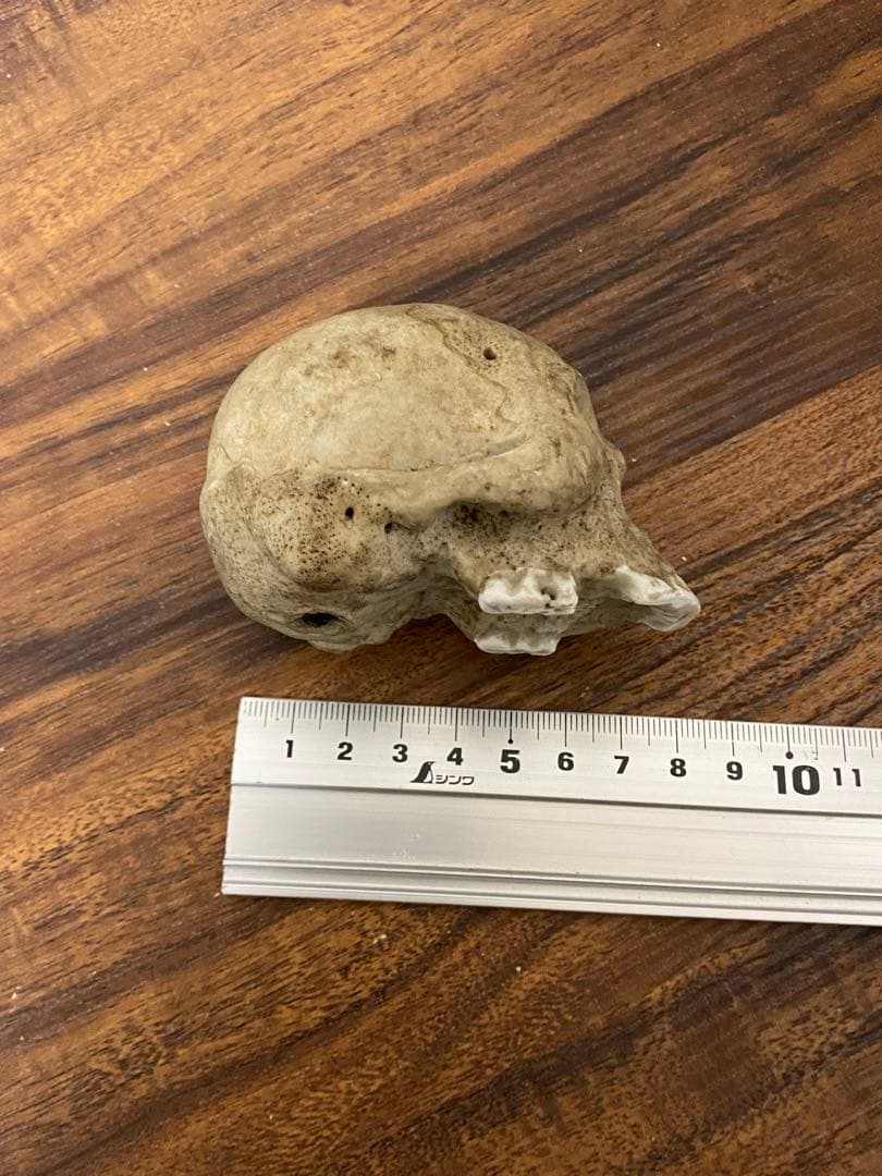 骨董ドクロ、髑髏レトロ陶器製 人間の頭蓋骨 置物