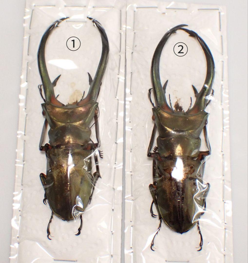 昆虫標本 エラフスホソアカクワガタ 93㎜ 1頭 期間限定