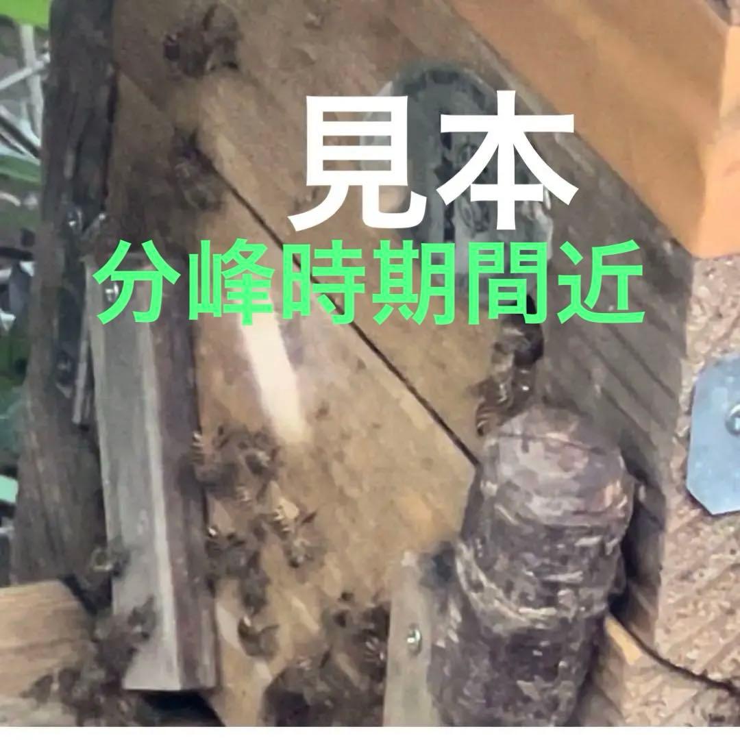 日本蜜蜂重箱式巣箱　ミツバチ巣箱　ハチ箱３段