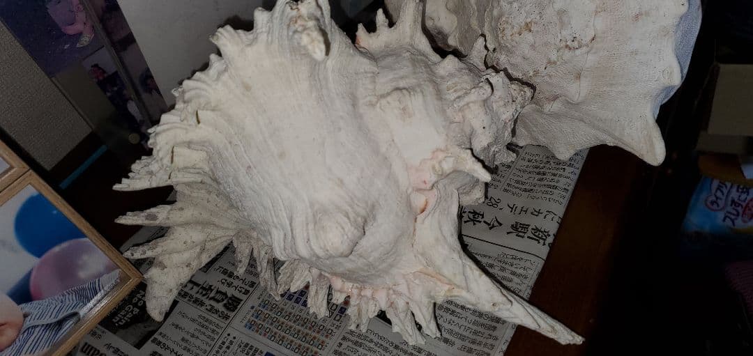 ３０センチ 貝殻　サンゴ　６個セット