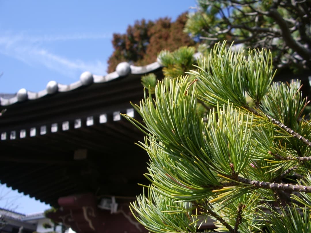 乾電池式/実写美⭕️良品【動作確認済み】PENTAX Optio S55