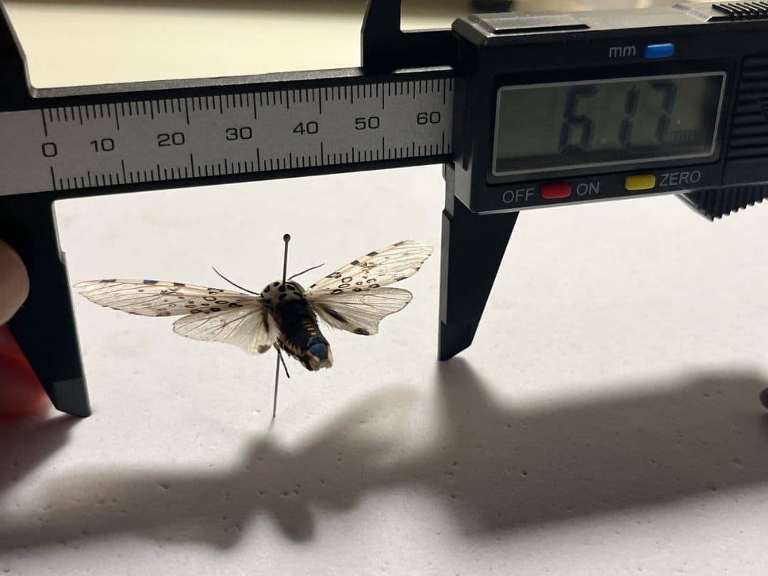 【発色良好】レオパードモス ピカソモスタナバタユタカヤガ蛾ルナモスミズアオモルフ