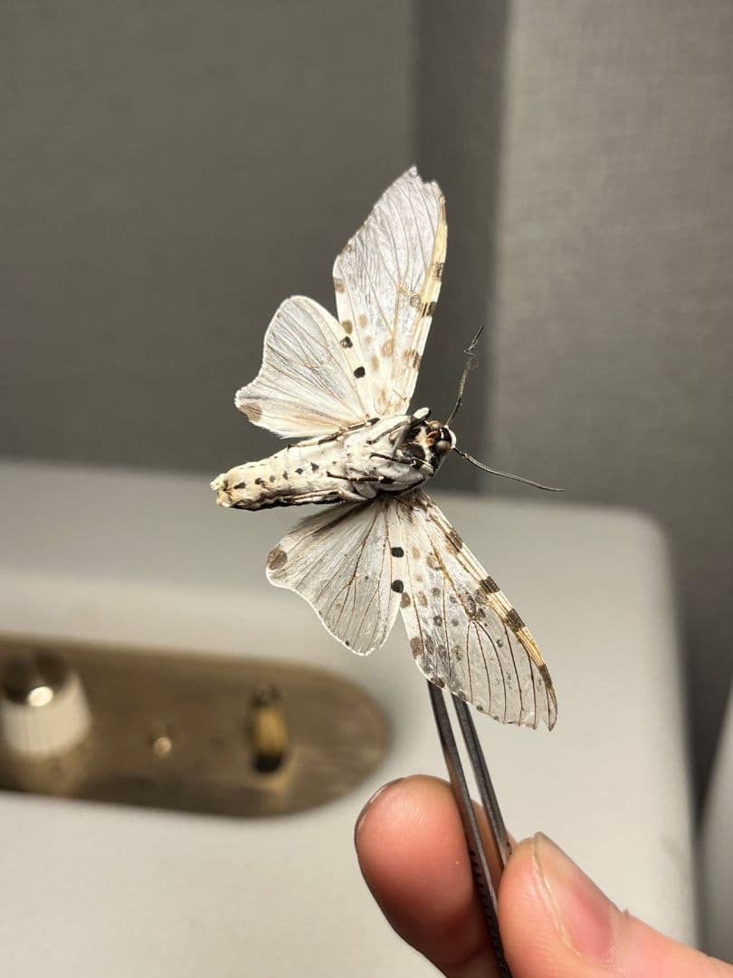 【発色良好】レオパードモス ピカソモスタナバタユタカヤガ蛾ルナモスミズアオモルフ