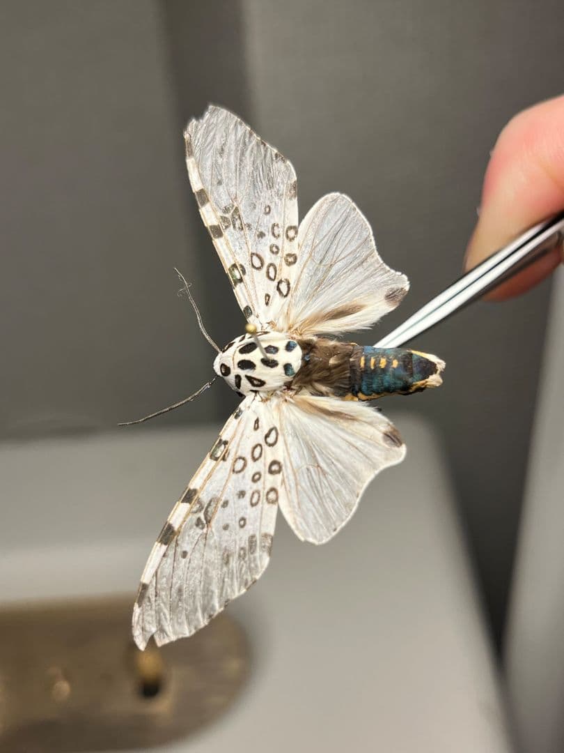 【発色良好】レオパードモス ピカソモスタナバタユタカヤガ蛾ルナモスミズアオモルフ