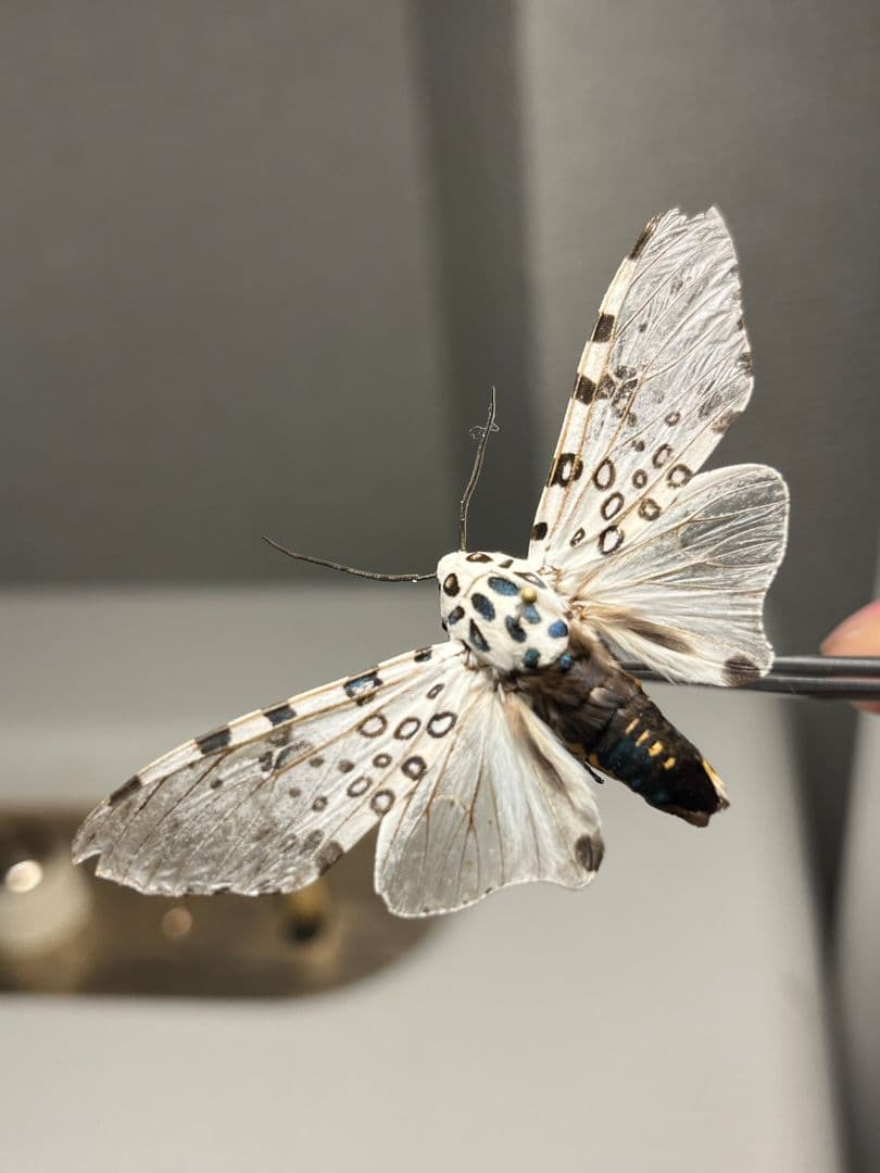 【発色良好】レオパードモス ピカソモスタナバタユタカヤガ蛾ルナモスミズアオモルフ