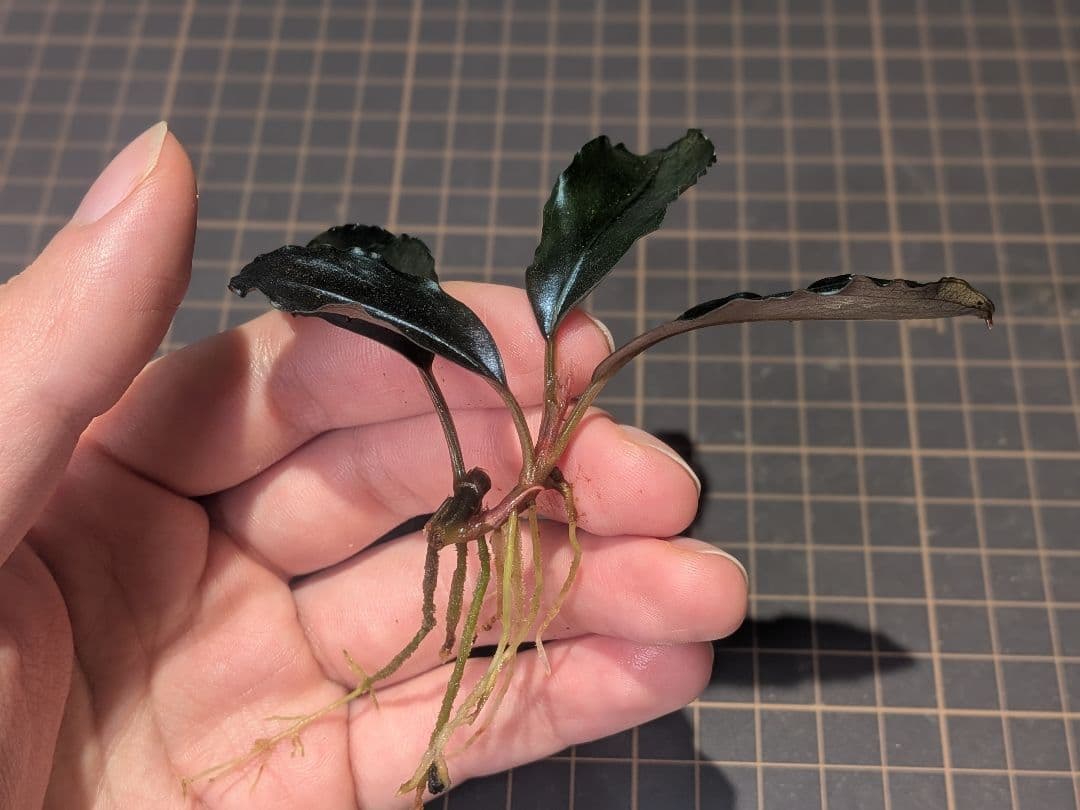 水草 Bucephalandra sp.Nocturne collection