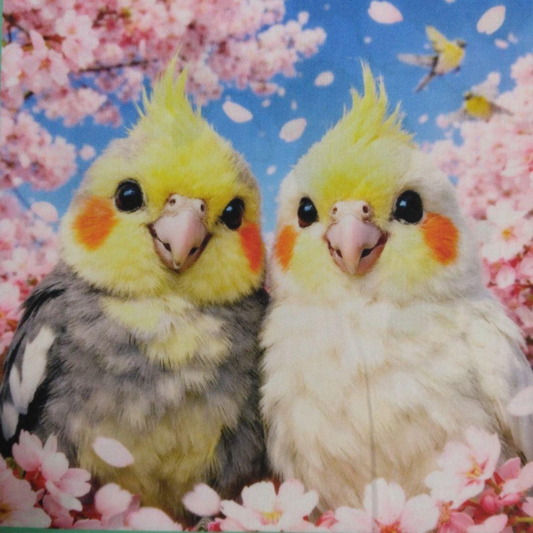 ☆受付☆インコ