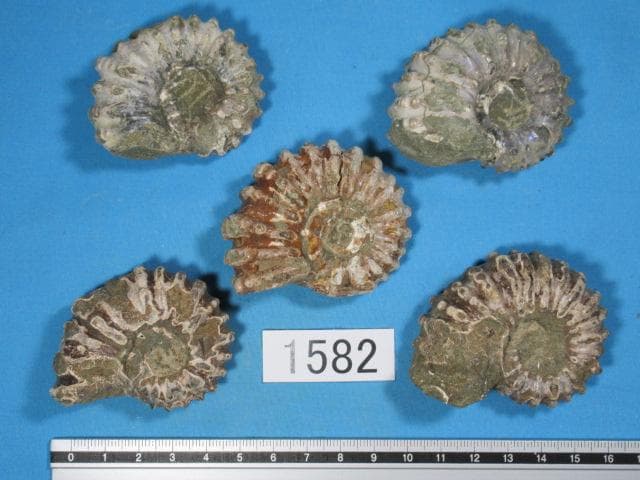 アンモナイト５個　ドゥビレイセラス　マダガスカル　No.1582