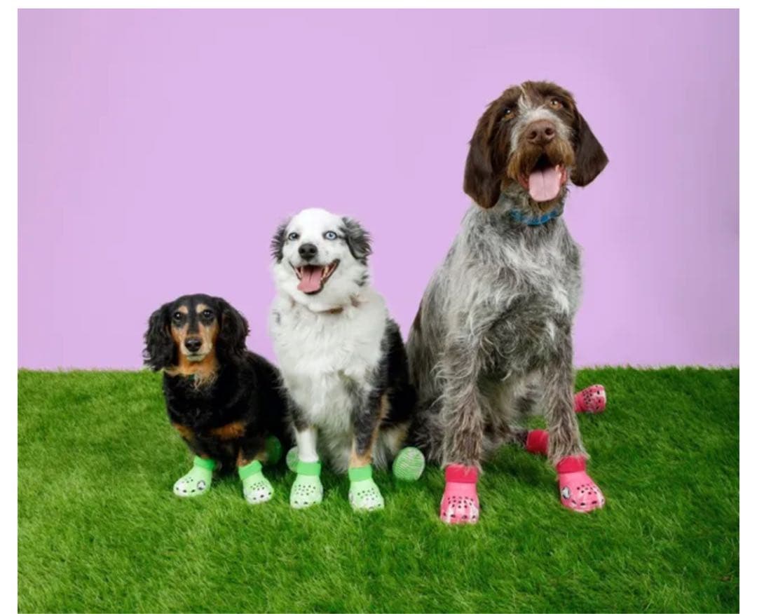 Crocs ドッグシューズ
