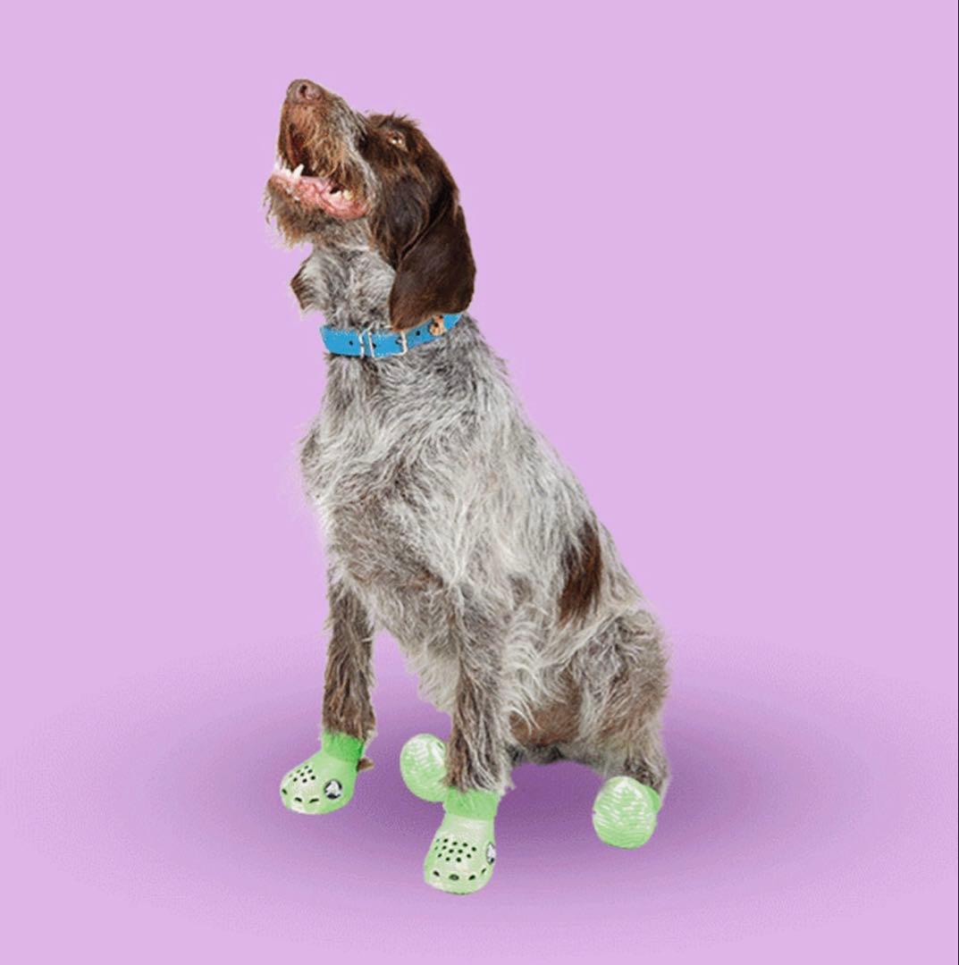 Crocs ドッグシューズ