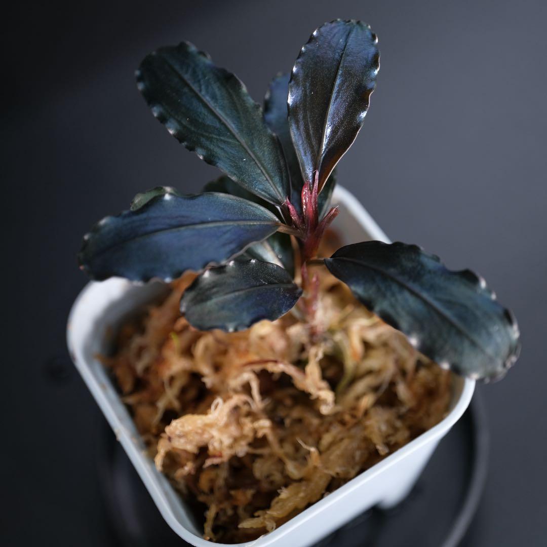 水草 BUCEPHALANDRA sp. Falcon