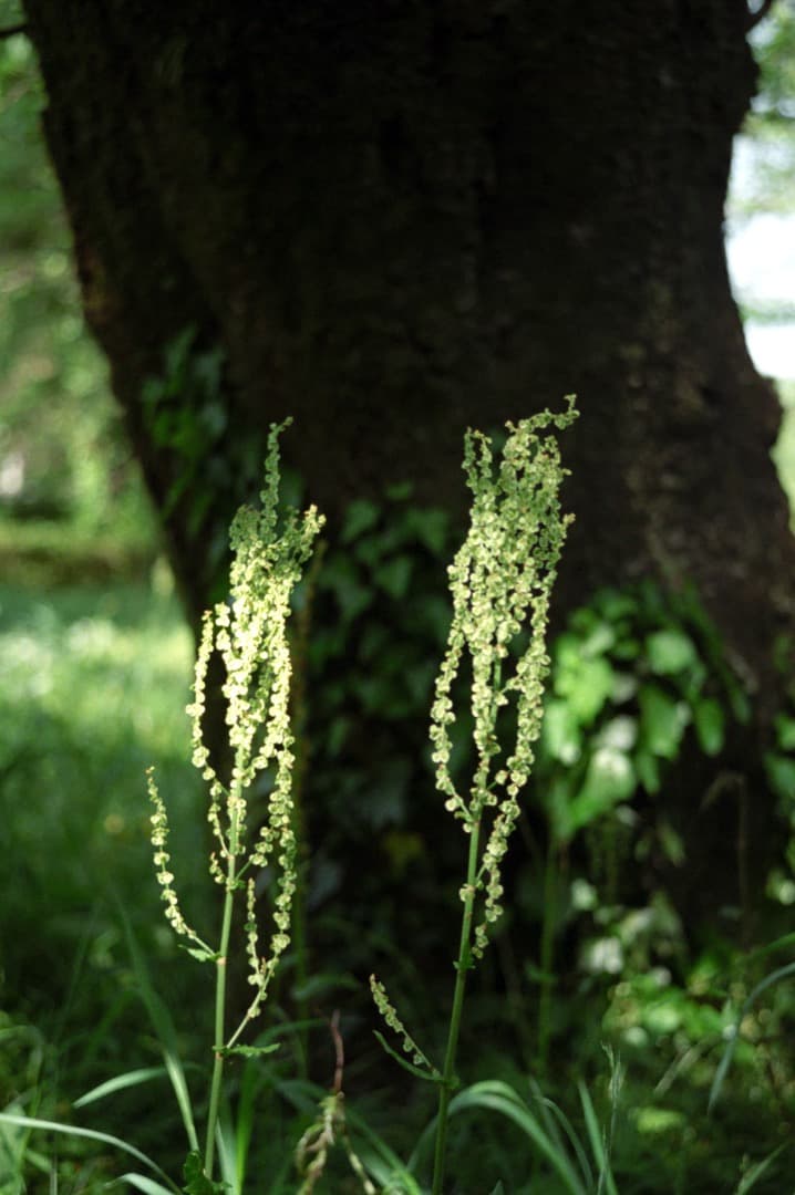 【作動良好】OLYMPUS PEN FV + 38mm F1.8【作例あり】