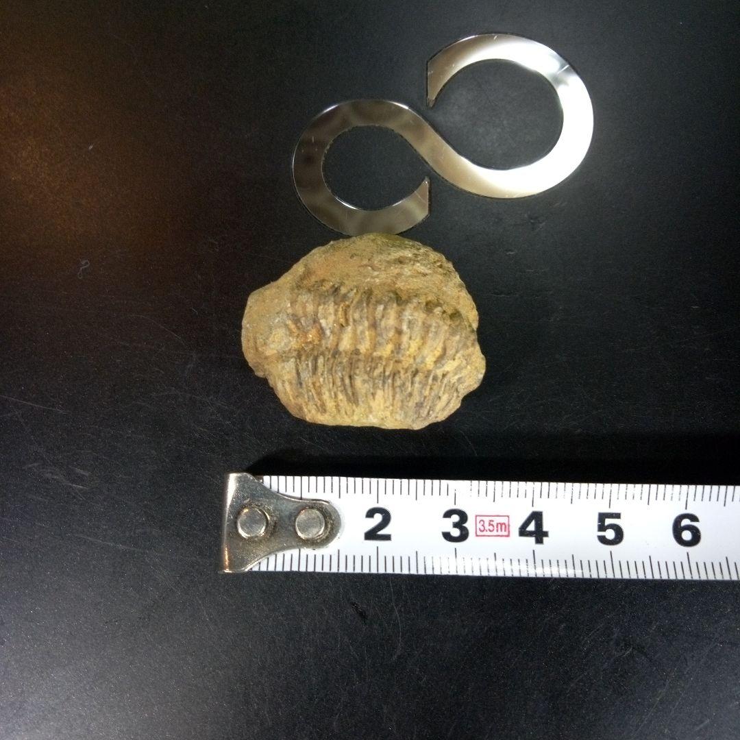 三葉虫　化石　fossil　ボリビア産　trilobite　海生動物識別①