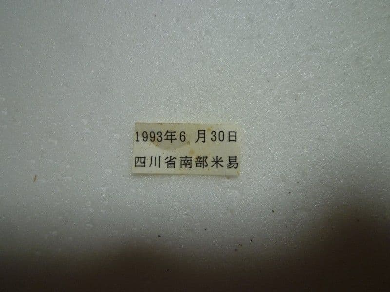 カバイロゴマダラ♀/S.princeps/四川省.米易産/65.3mm