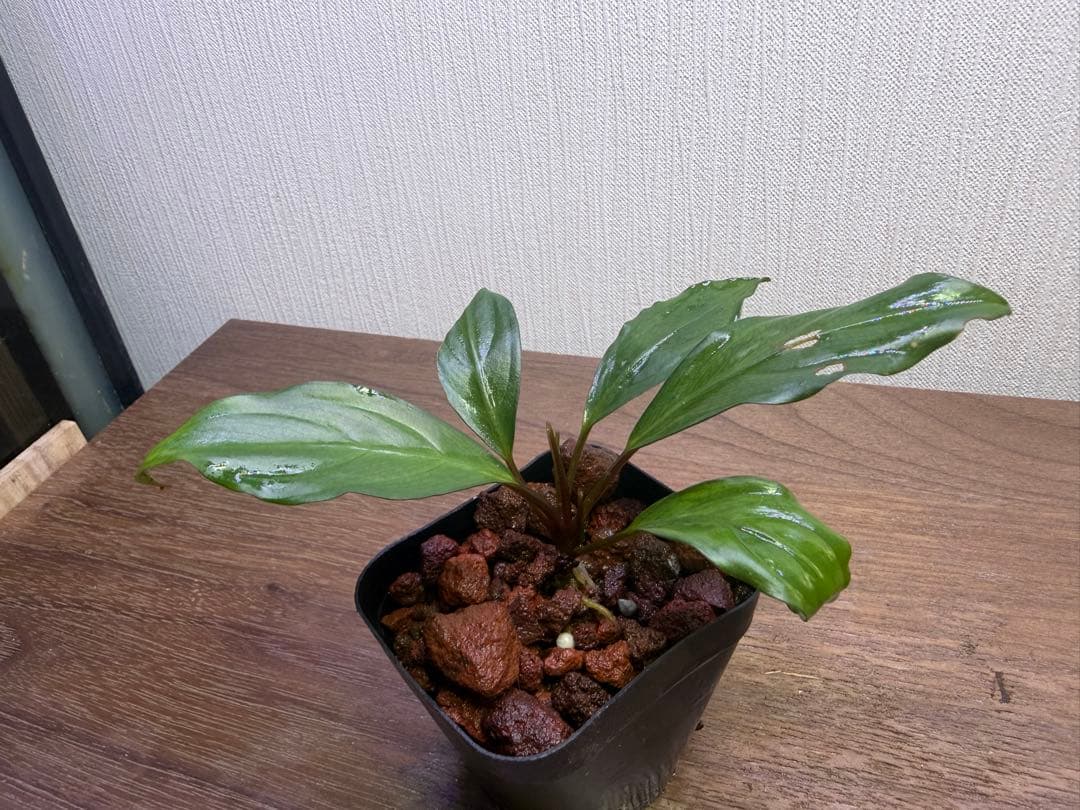 水草 Bucephalandra sp. Malinau kalimantan