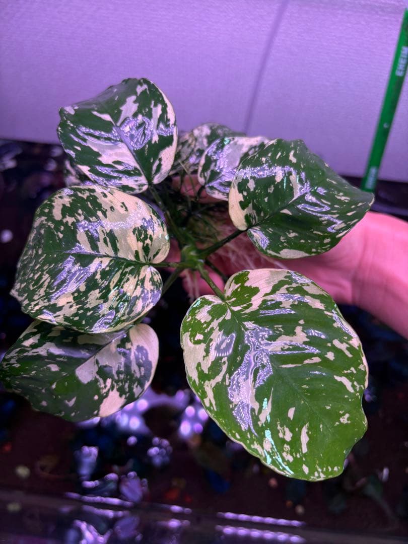 アヌビアスナナ-斑入りキング　綺麗な特大株