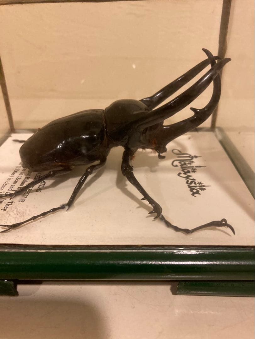 コーカサスオオカブト　標本　マレーシア