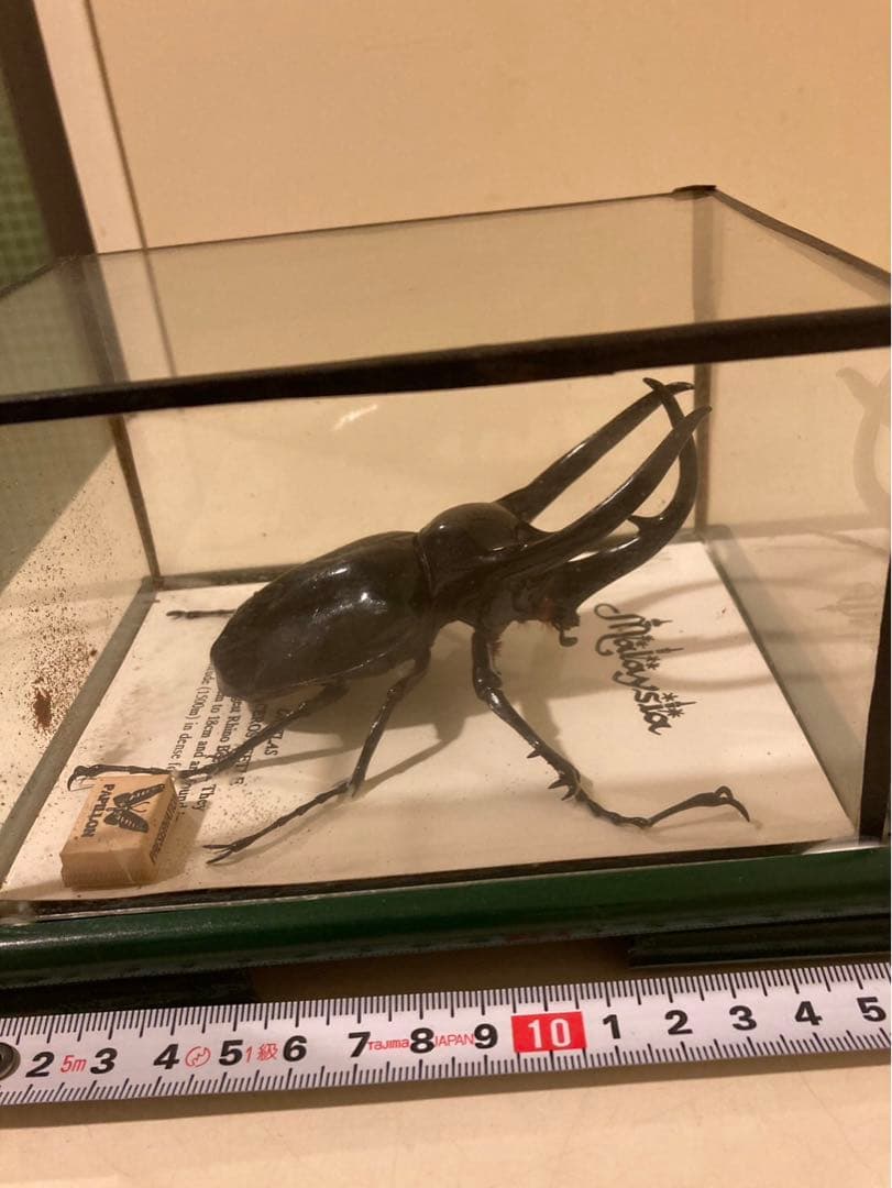 コーカサスオオカブト　標本　マレーシア