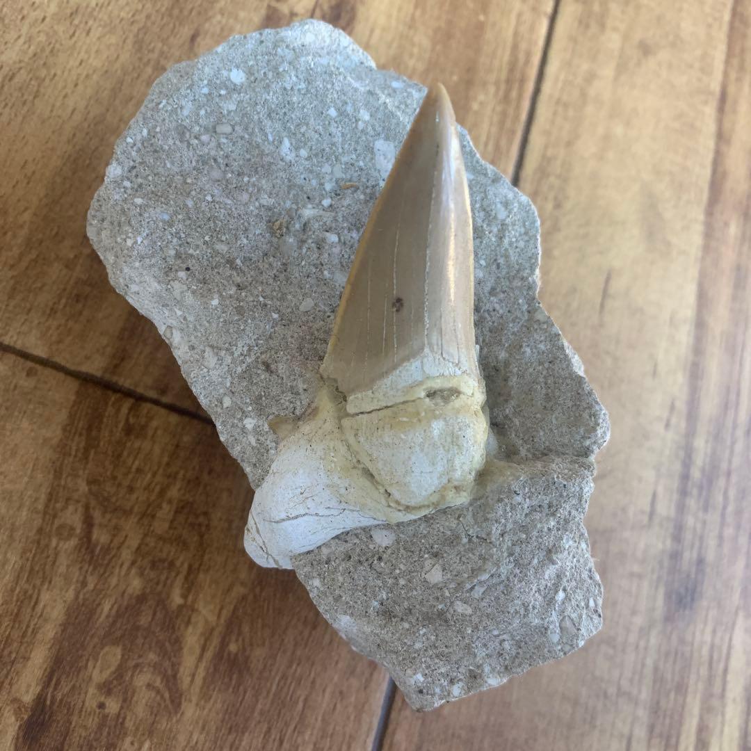 化石 尖った歯の形状 約10cm（サメの歯）