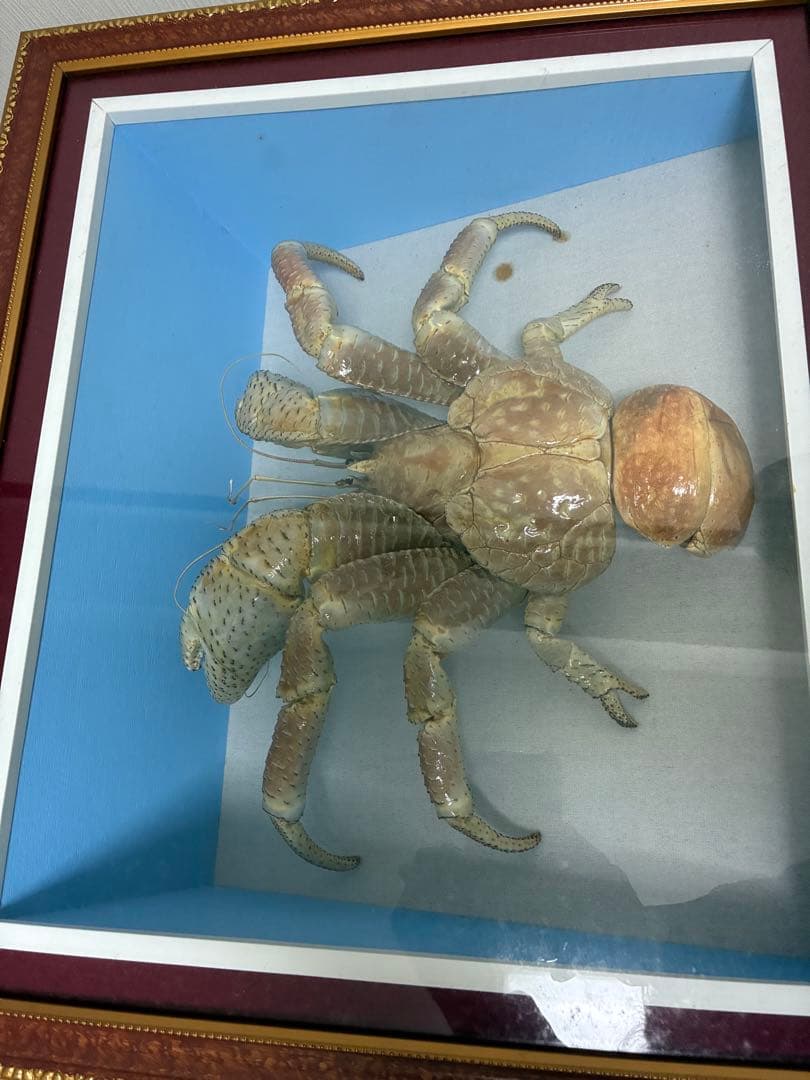ヤシガニ