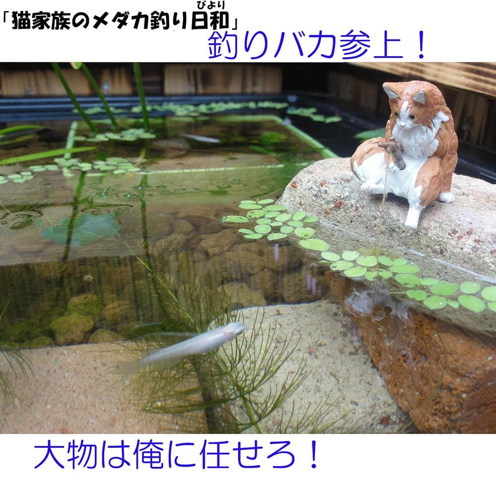 ビオトープ 25L トロ舟＆木枠セット（棚付き）メダカ・金魚飼育用