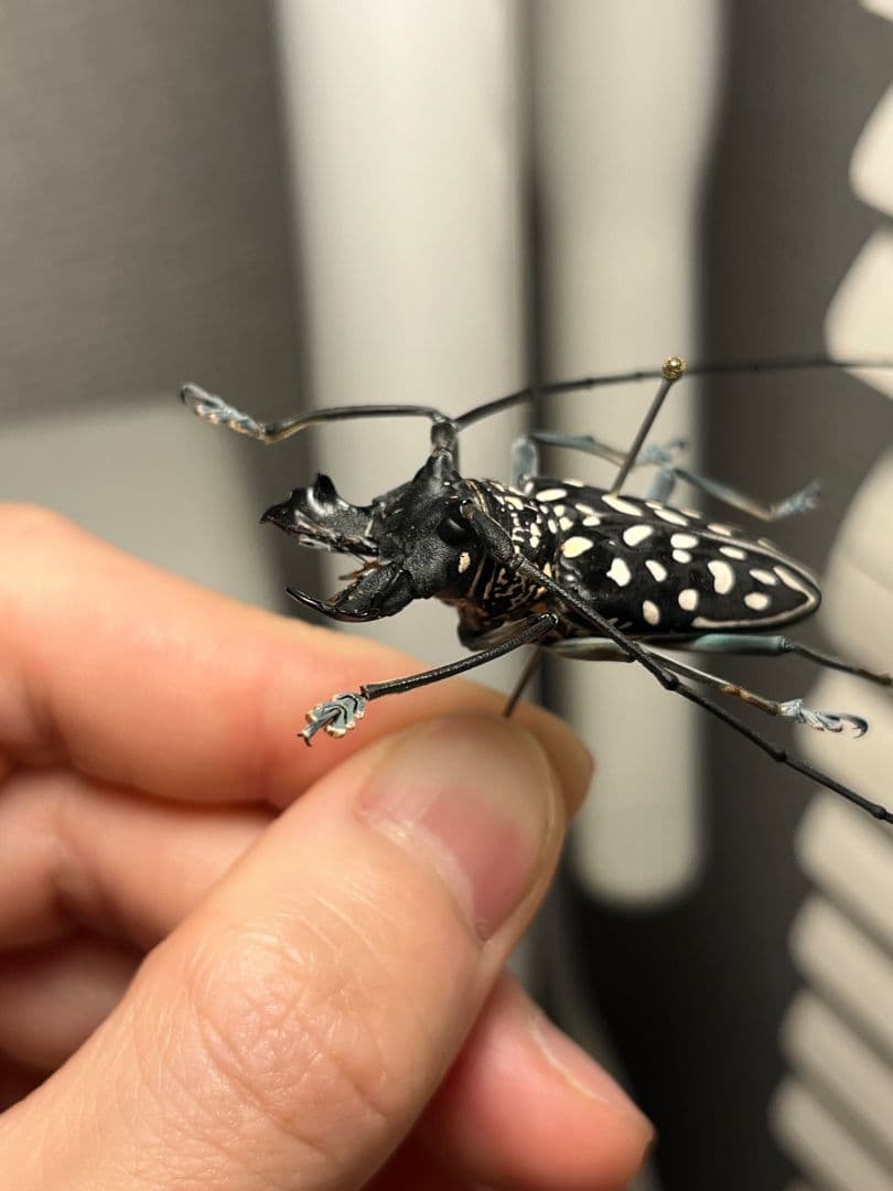 鍬形擬のような顎を有したゴマダラカミキリに酷似のStellognatha 標本