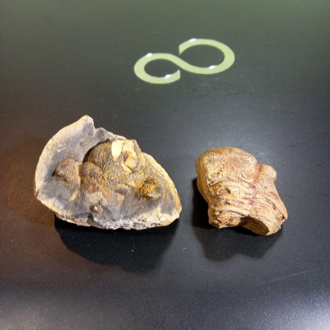 三葉虫　化石　fossil　ボリビア産　レア　Fossil判別⑩　２個セット