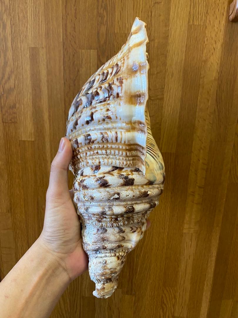 法螺貝　34cm