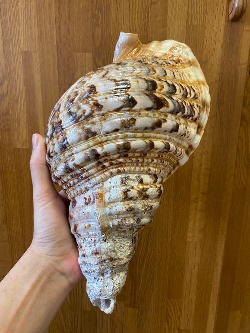 法螺貝　34cm